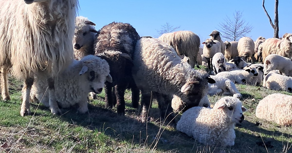 Zeci de mii de animale lipsesc din ferme în județul Olt, deși figurează în baza de date oficială