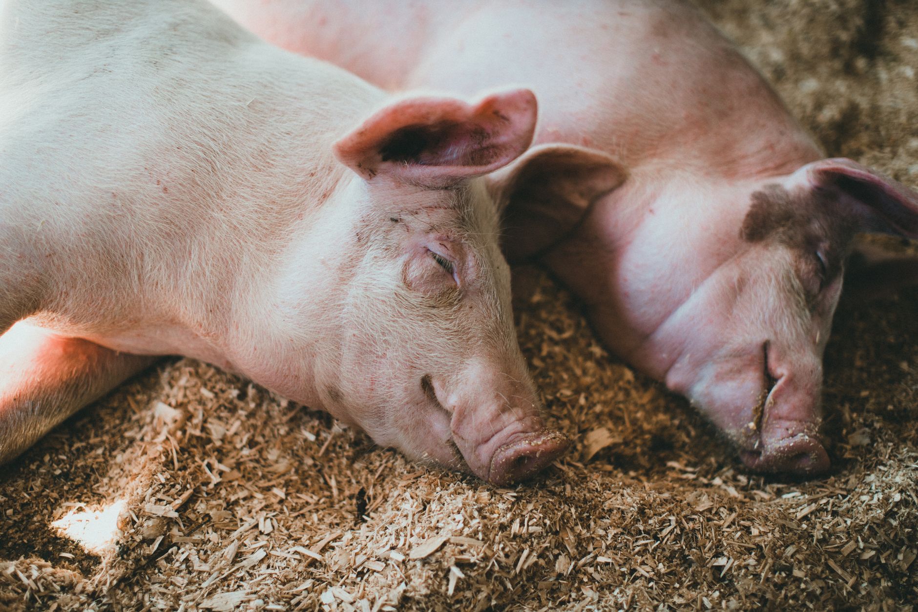 Parlamentul a adoptat modificări legislative pentru combaterea pestei porcine africane în România