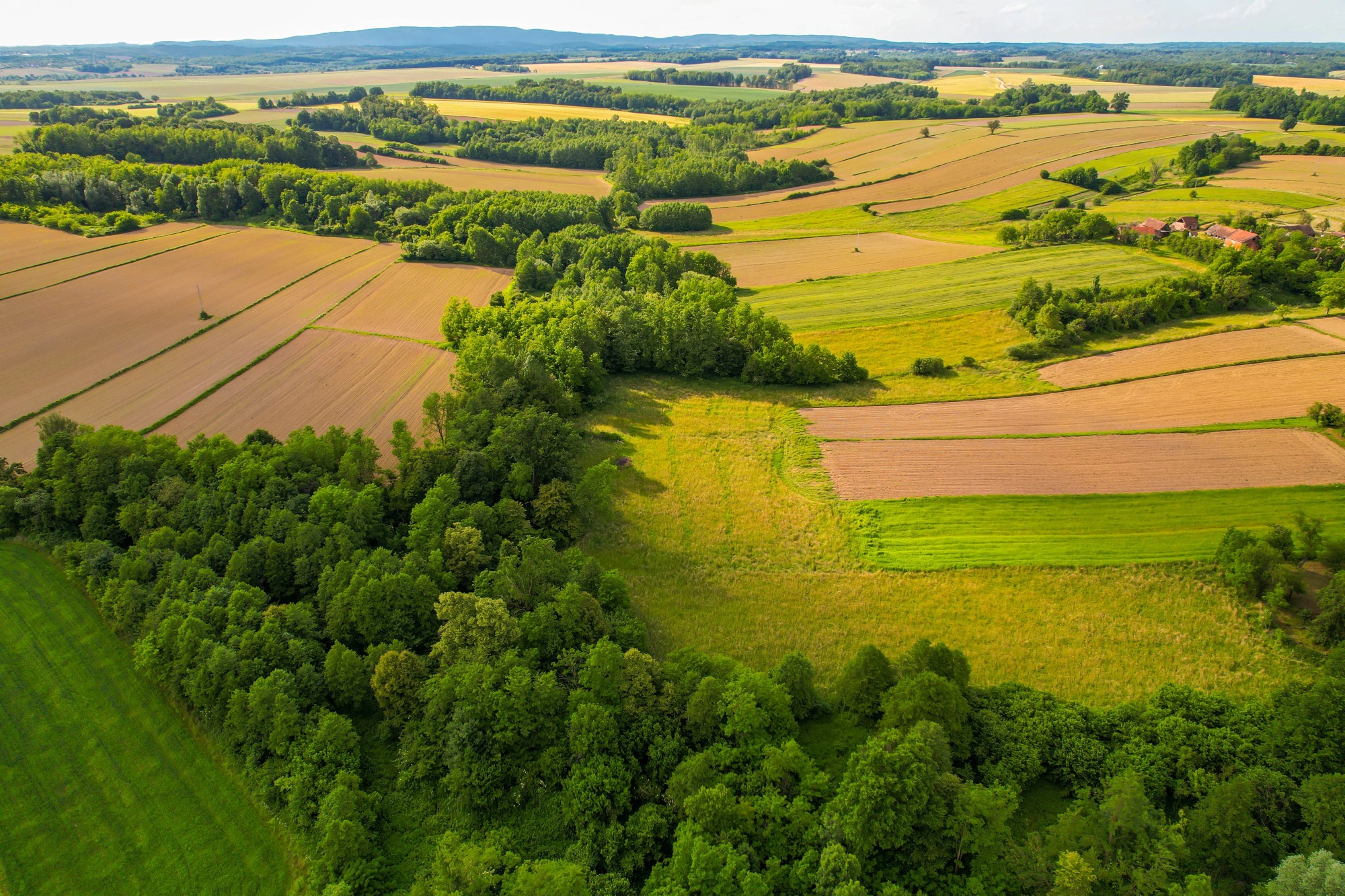 Agricultura României a crescut la 115,7 miliarde de lei în 2025. Producția vegetală domină sectorul