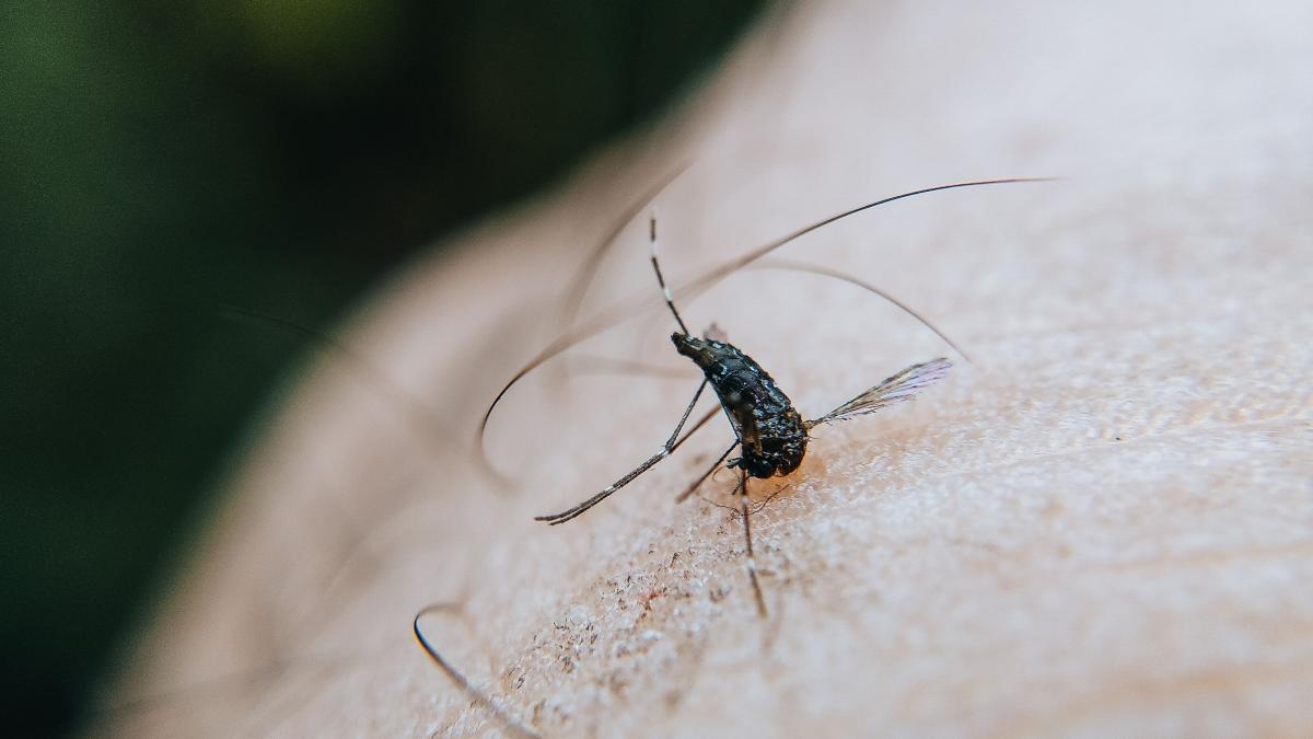 Virusul West Nile se extinde în Europa: peste 1.700 de cazuri raportate și noi zone afectate