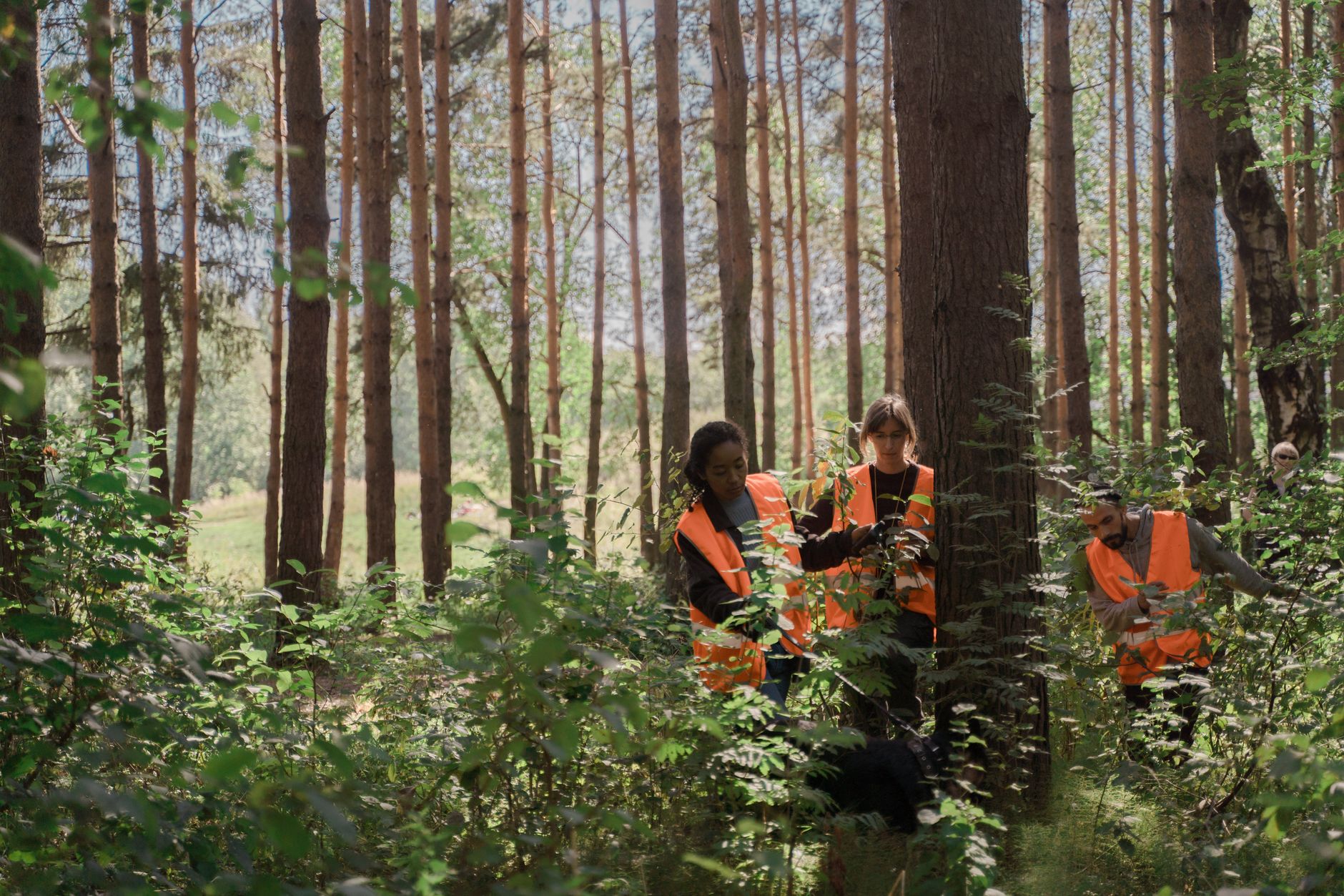 România vizează un record mondial de plantare de arbori în județul Prahova
