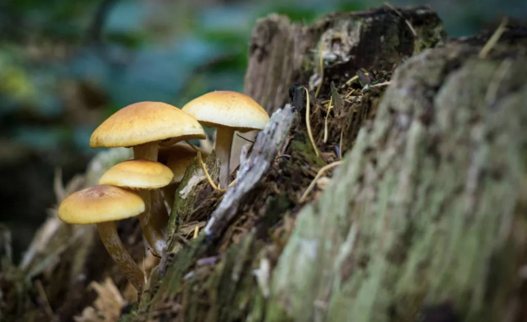Prețurile ciupercilor de pădure în România: de la 20 la peste 100 de lei pe kilogram