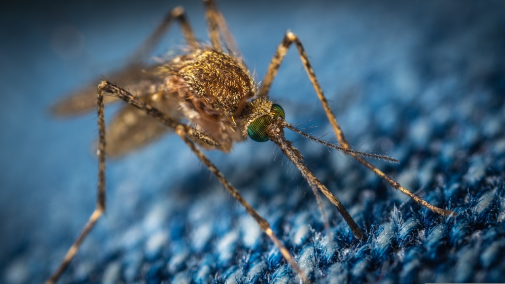 95 de cazuri de West Nile în România: 5 decese înregistrate în perioada de vară