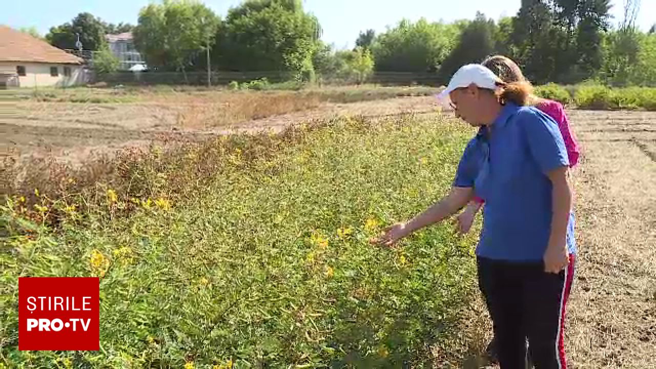 România importă semințe de plante medicinale după declinul stațiunii de cercetare de la Fundulea