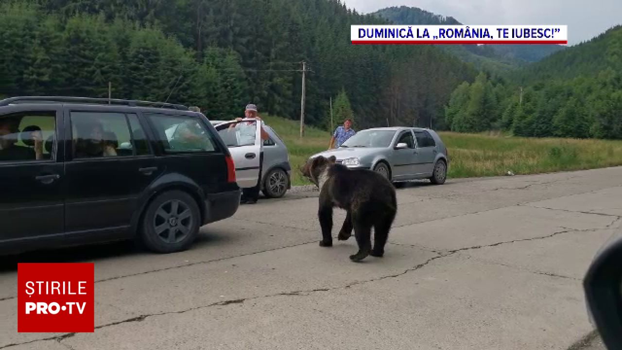 Ursul brun nu mai trăiește doar la munte. Specialiștii explică de ce coboară la câmpie