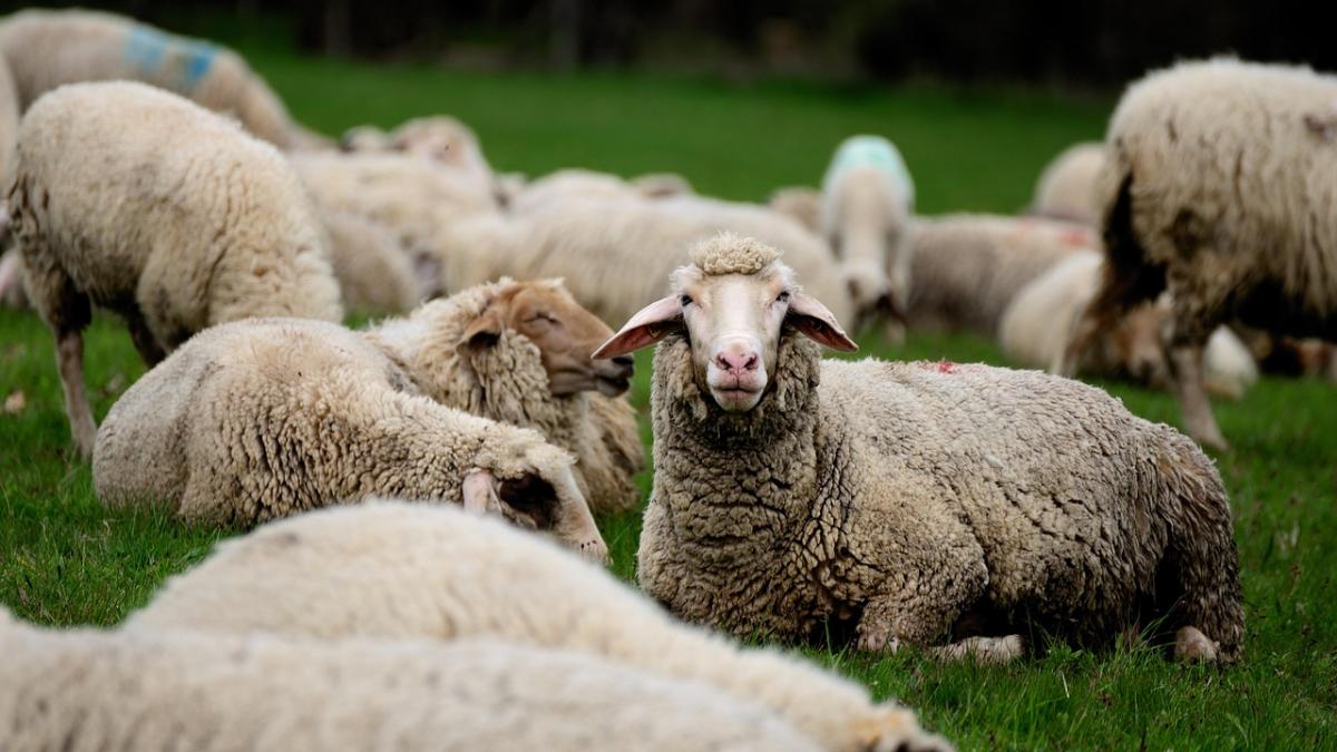 Guvernul va aproba primirea a 1,1 milioane de doze de vaccin din rezervele UE pentru animale