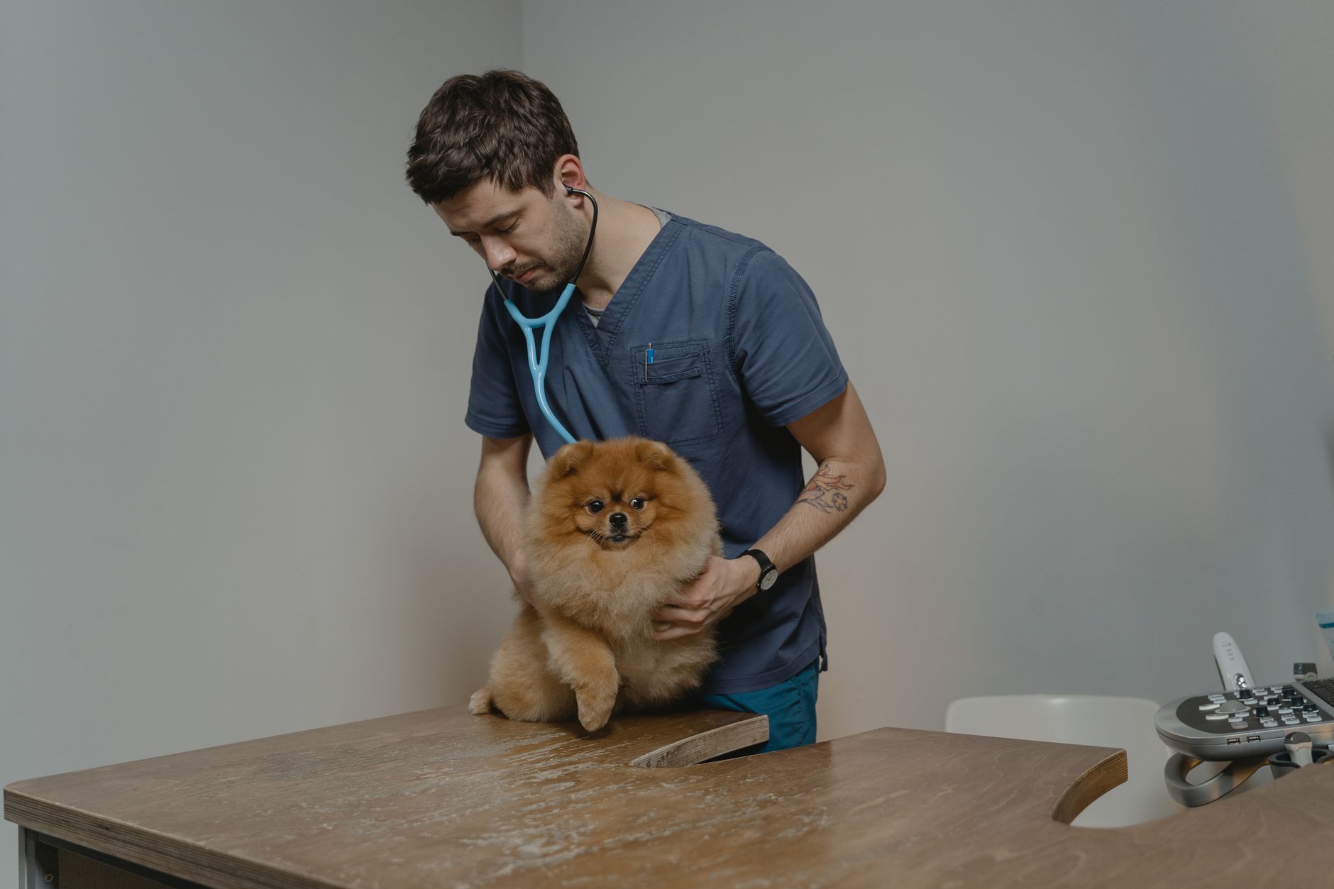 Program de sterilizare gratuită în Argeș: o alternativă la eutanasierea câinilor fără stăpân