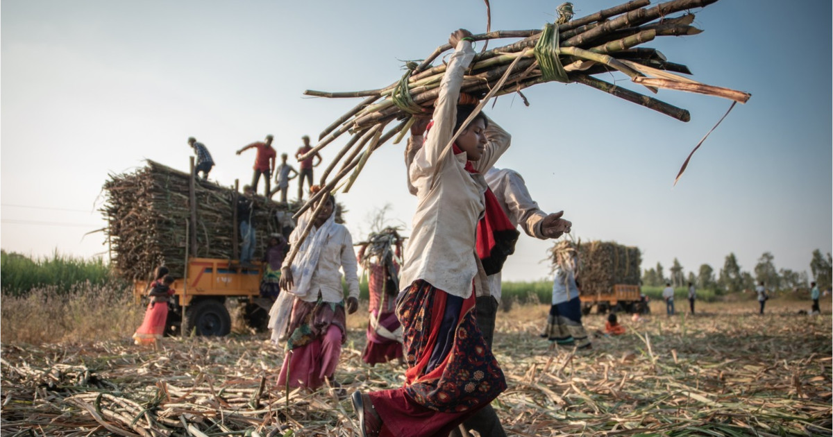 Femeile din India aleg histerectomia pentru a putea munci pe plantațiile de trestie de zahăr