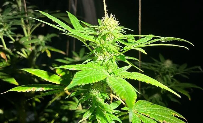 Italia riscă o criză de aprovizionare cu canabis medicinal după falimentul furnizorului Bedrocan