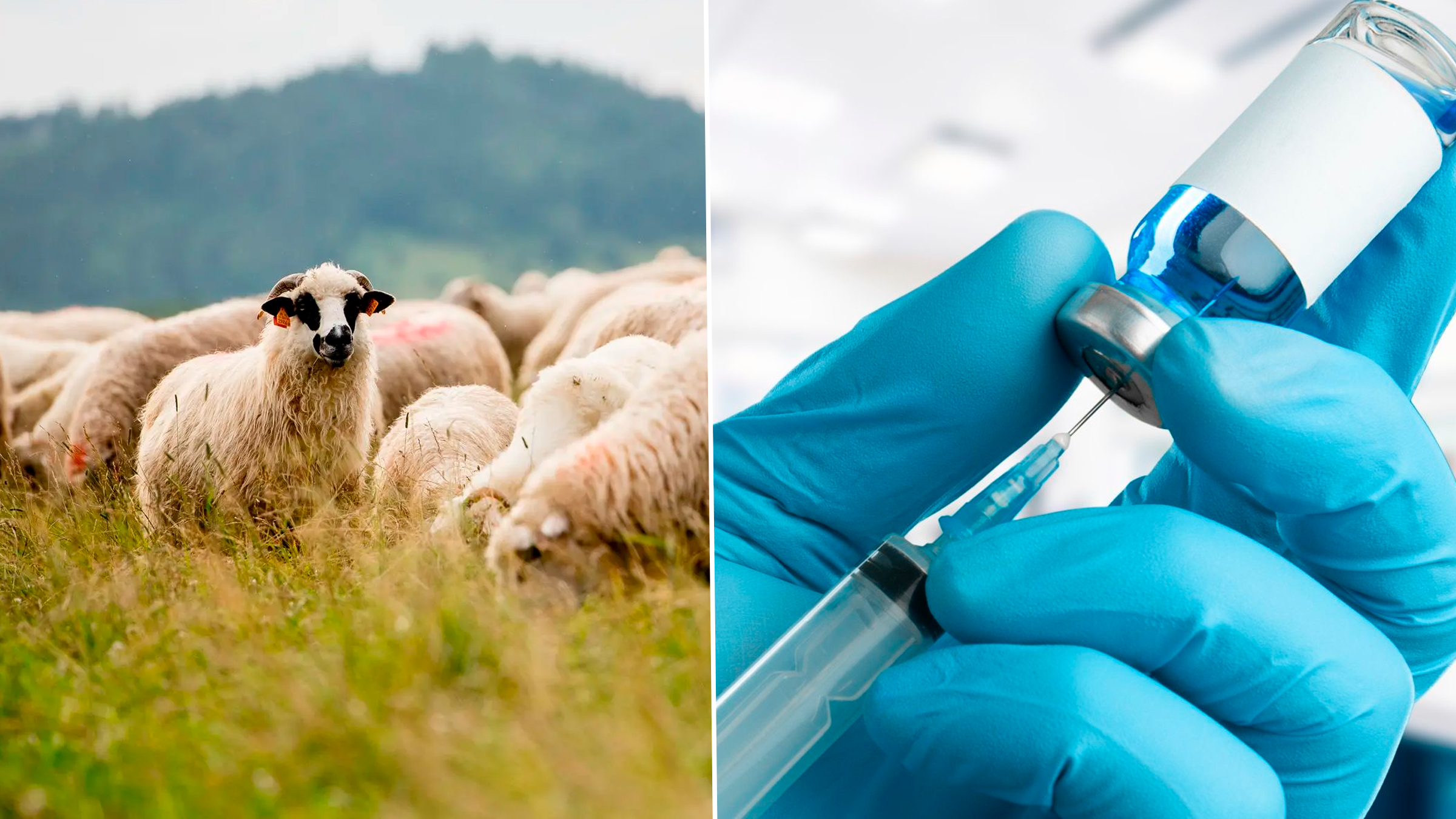 Campania de vaccinare a ovinelor a început cu succes: 100.000 de animale imunizate în primele două zile