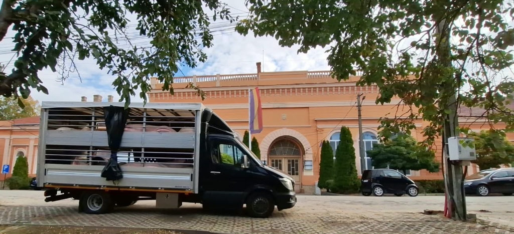Transporturi ilegale de porci din Ungaria oprite în Nădlac. Autoritățile au dispus uciderea animalelor