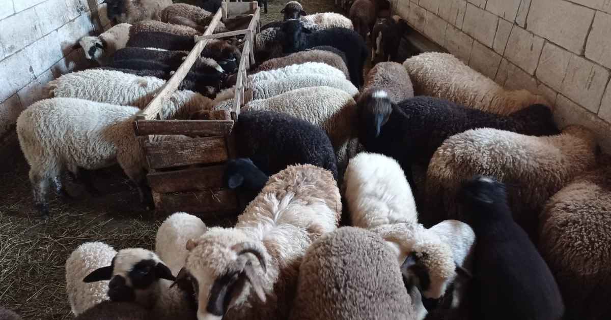 Vaccinarea ovinelor și caprelor a început, dar exporturile rămân blocate pentru fermieri