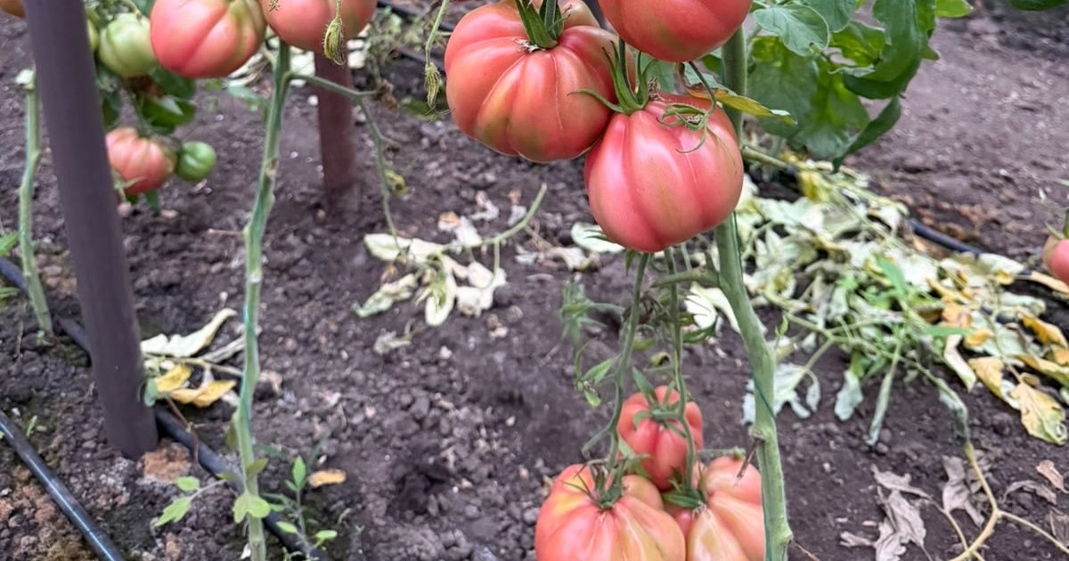 Programul Tomata a extins suprafețele cultivate, dar fermierii se lovesc de lipsa unei piețe sigure
