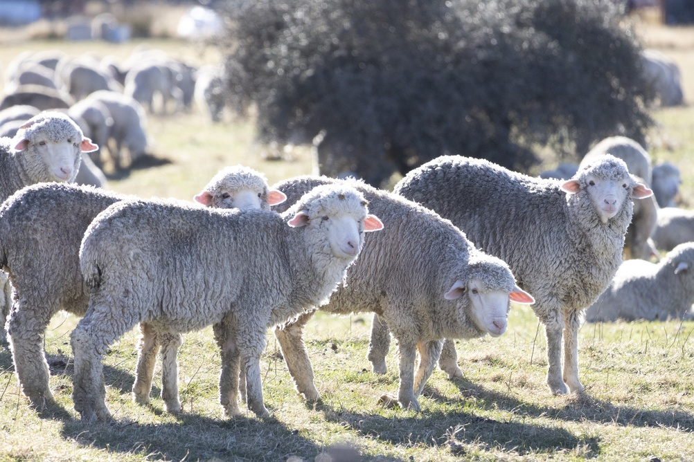 Strategia de vaccinare pentru ovine și caprine: Comisia Europeană a aprobat planul de deblocare a exporturilor