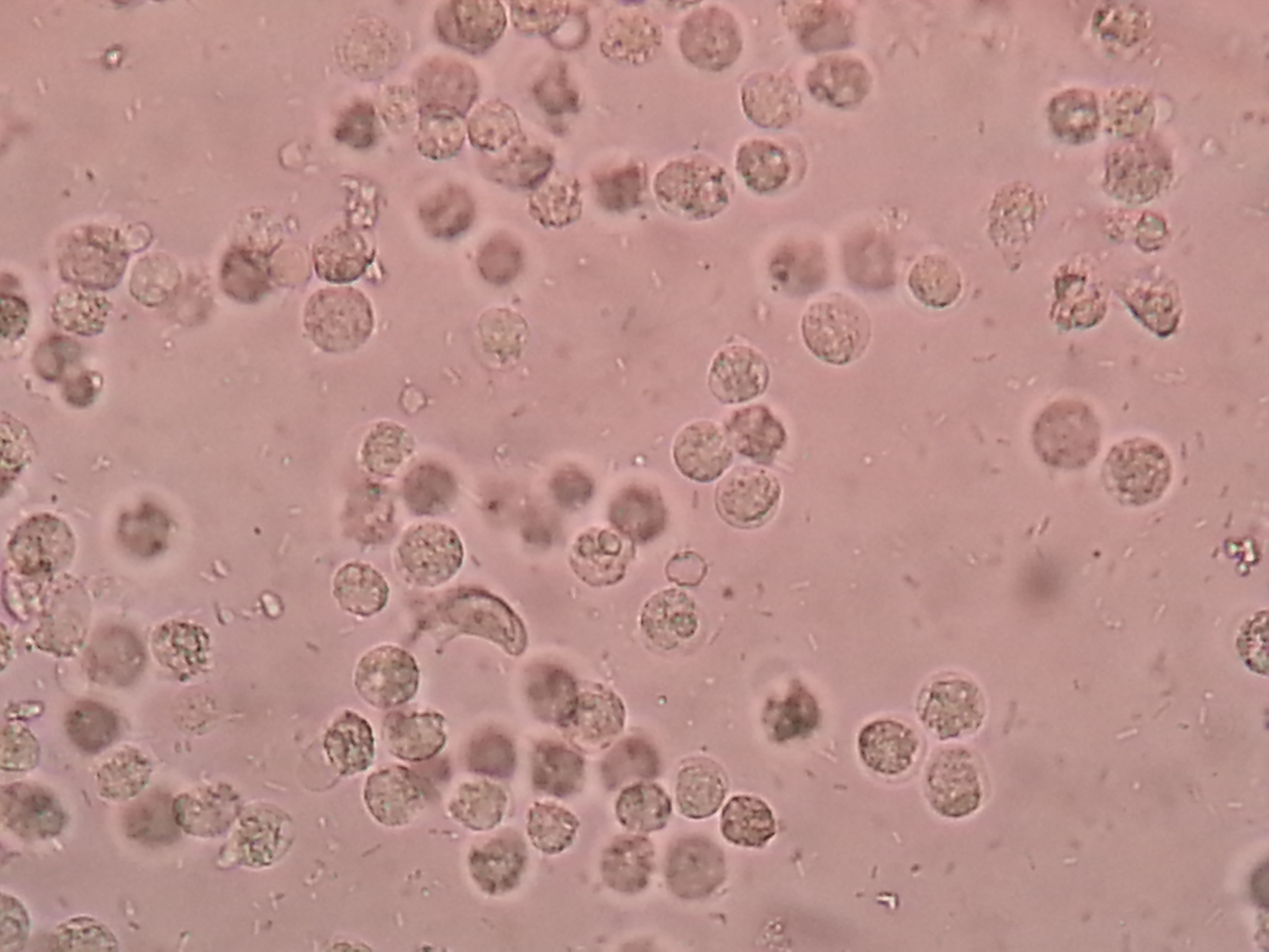 Microbiomul uman: ecosistemul microscopic care funcționează ca un partener esențial al organismului