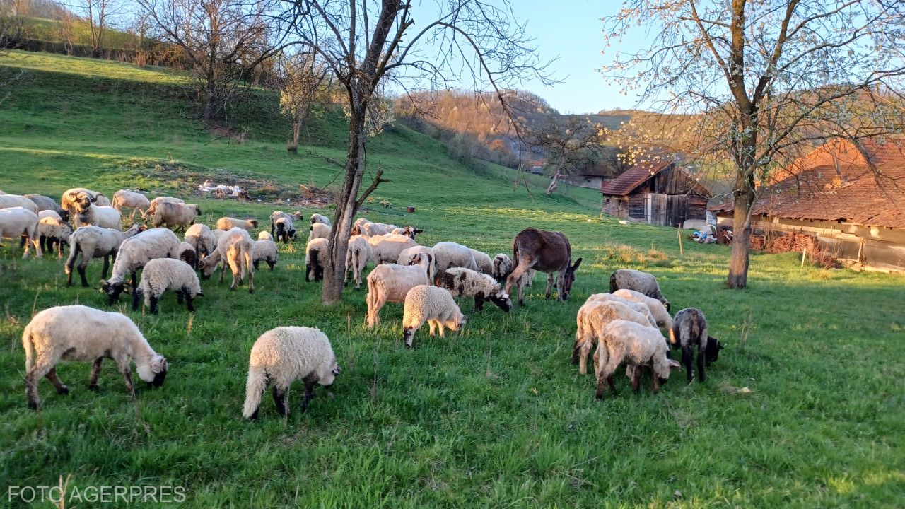 ANSVSA propune Comisiei Europene un plan pentru reluarea exporturilor de ovine și caprine