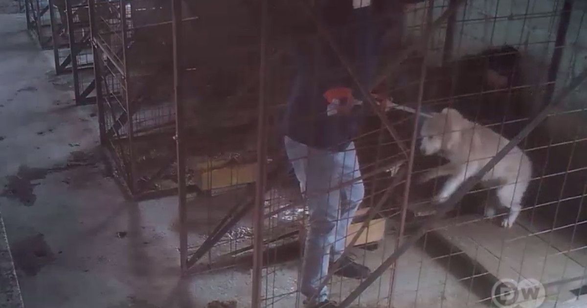 Investigație despre abuzuri în adăposturile de animale: suspiciuni de ucidere ilegală și profit din fonduri publice