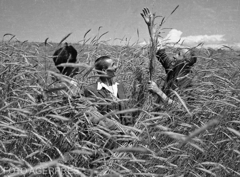 România are un număr scăzut de organizații de producători în sectorul fructelor și legumelor