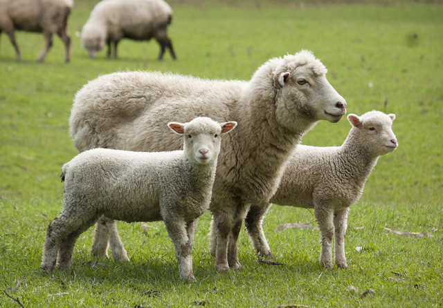 ANSVSA oferă detalii despre Planul de Acțiune pentru reluarea exporturilor de ovine