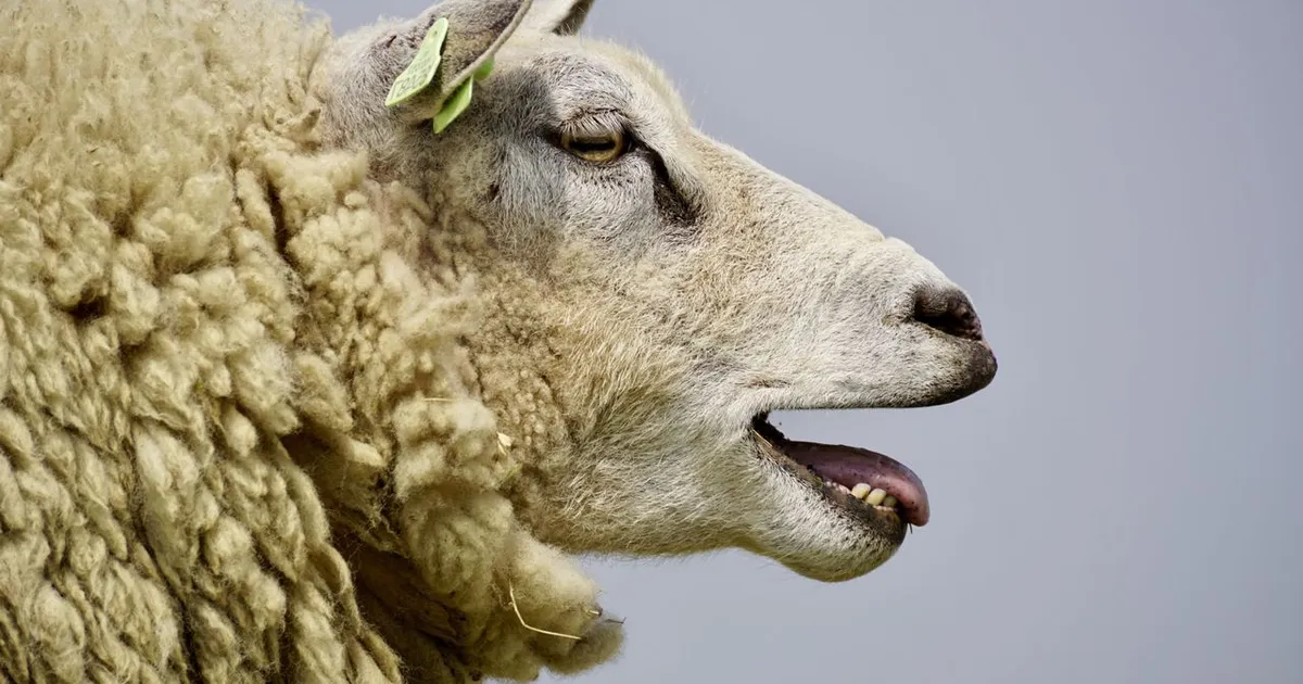 ANSVSA: Campania de vaccinare a animalelor ar putea începe cel târziu la 1 octombrie