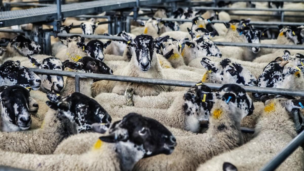 Vaccinarea ovinelor este condiția pentru reluarea exporturilor de animale. ANSVSA explică măsurile luate