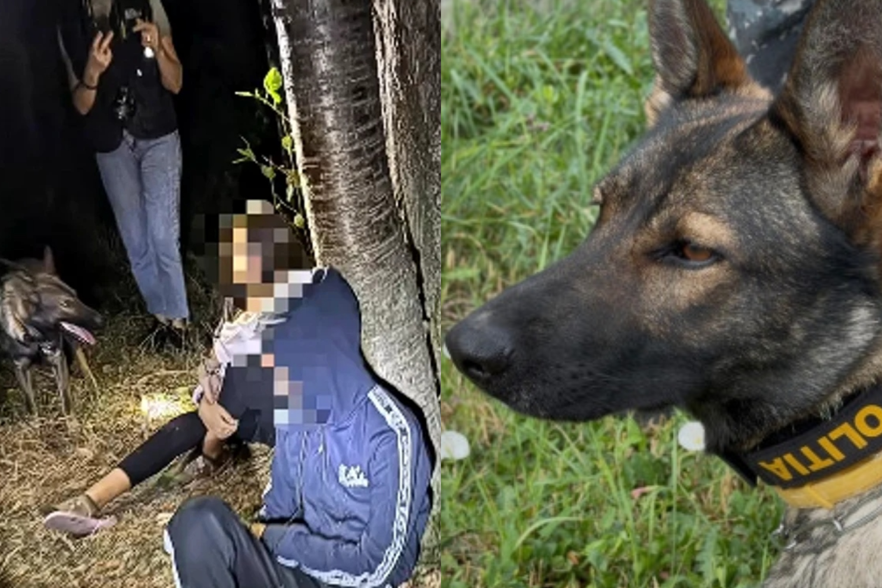 Luna, câinele de urmă al poliției, a găsit doi adolescenți dispăruți în Vâlcea