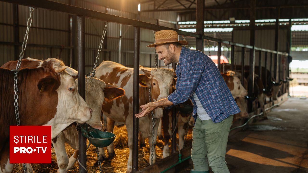 Schimbări în acordarea ajutoarelor de stat pentru fermieri: ce se modifică la sectorul suin și cel de bovine