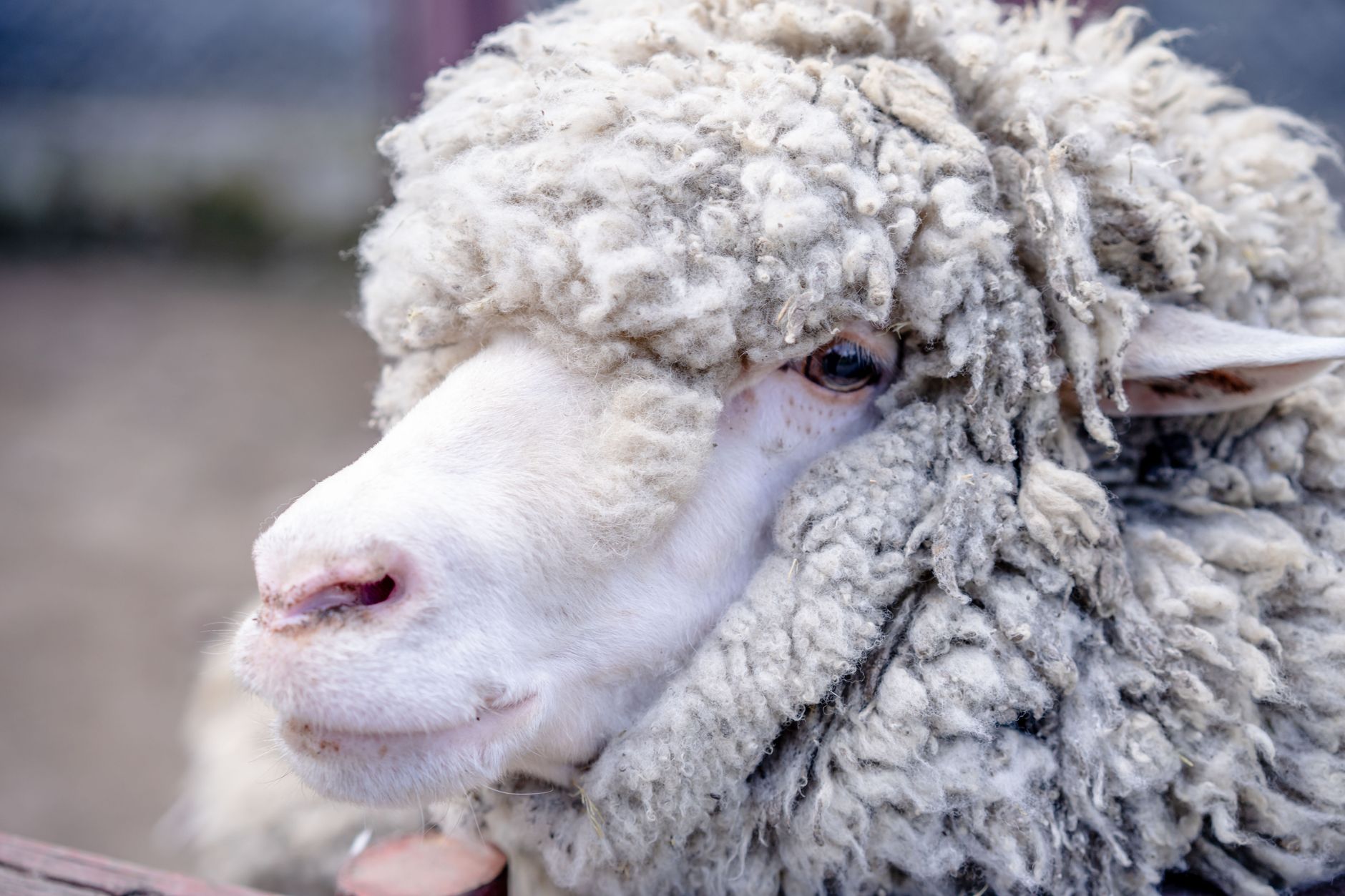 Alexandru Bociu anunță data vaccinării ovine: se începe din 1 octombrie pentru deblocarea exporturilor