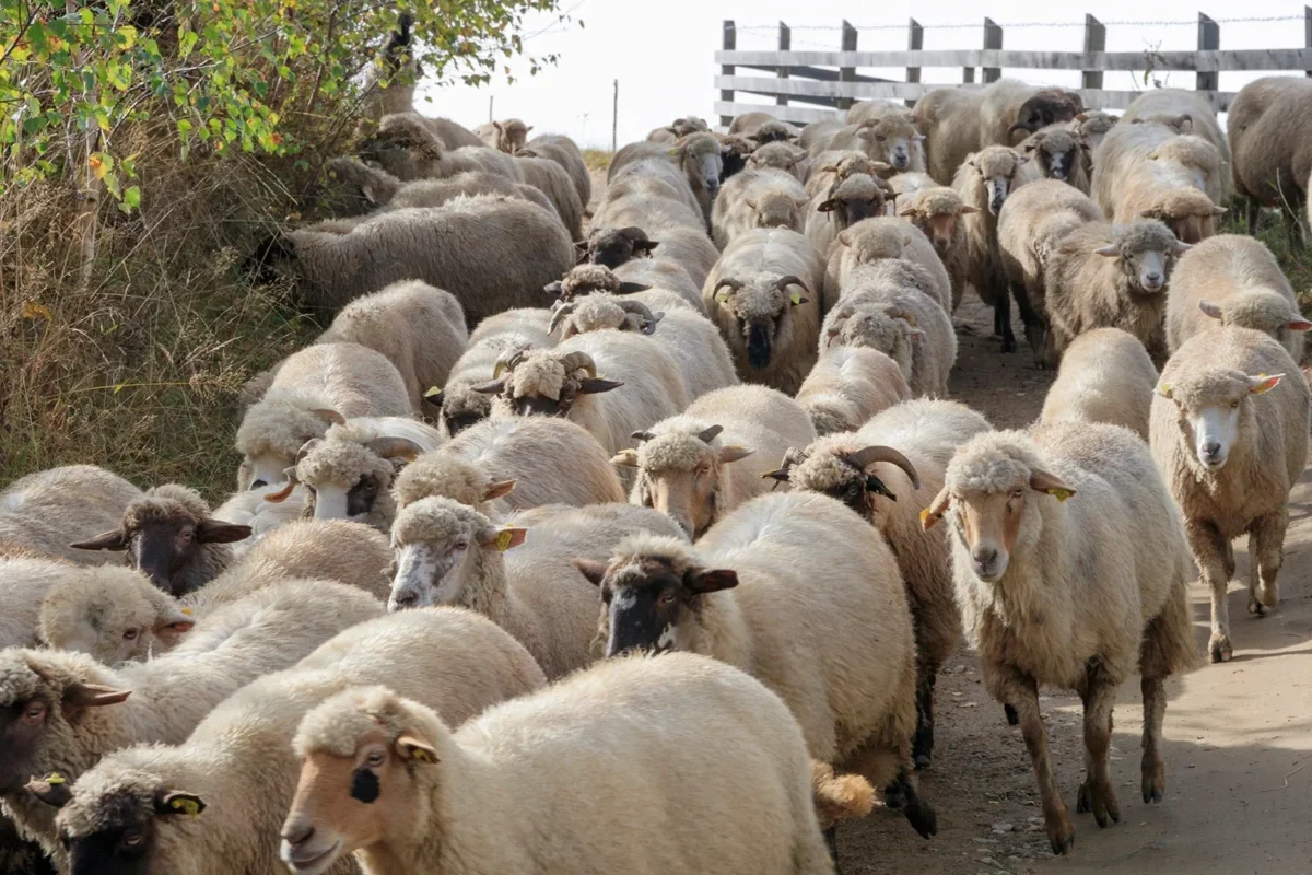 Exporturile de ovine ale României ar putea fi reluate până la sfârșitul anului