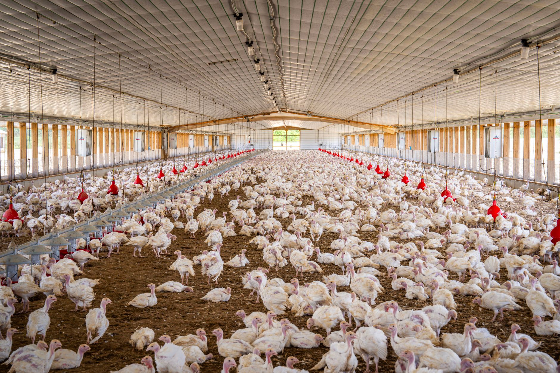 Carmistin The Food Company deschide o nouă fermă de pui de carne BIO în județul Buzău