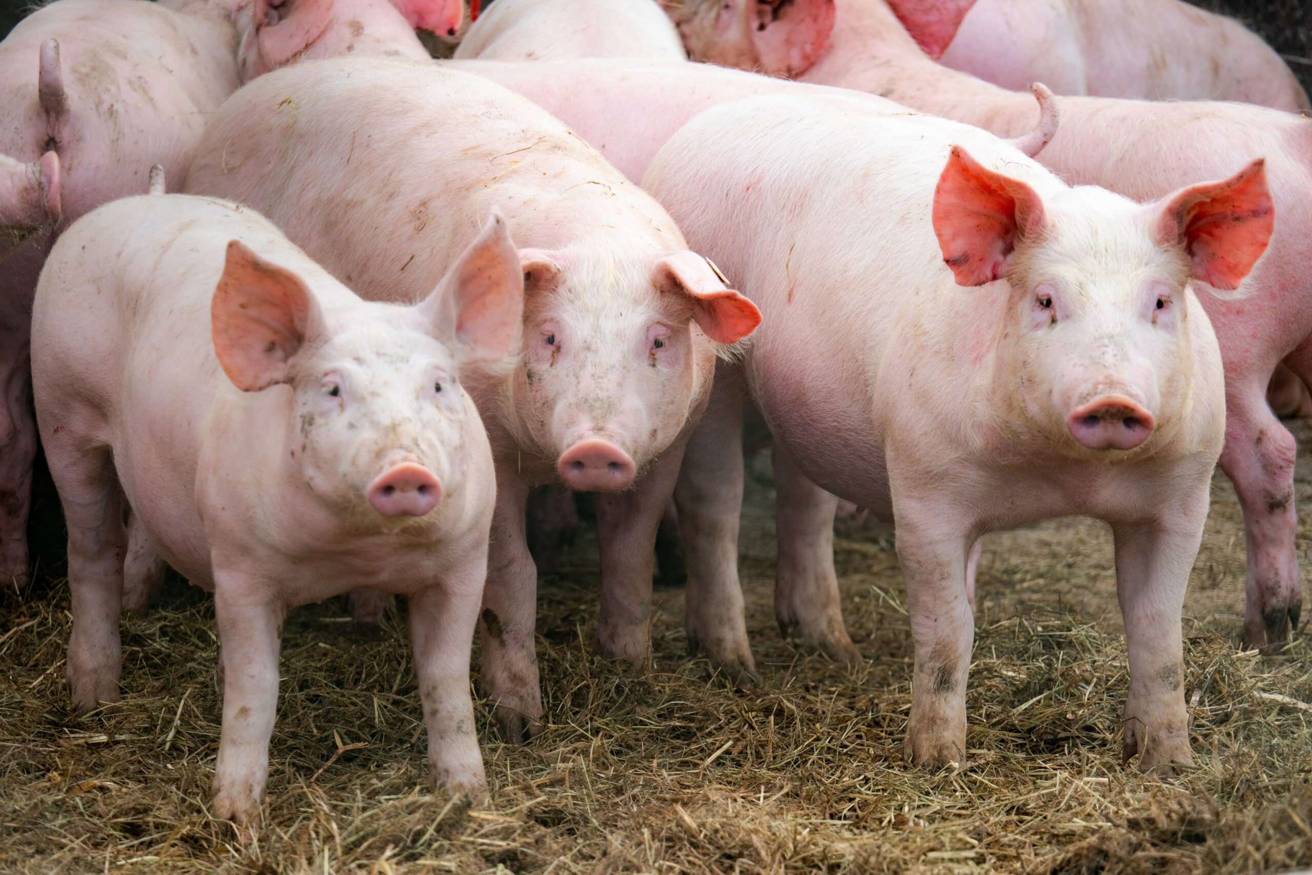 Noutăți legislative pentru fermieri: se modifică schemele de ajutor de stat pentru suine și bovine