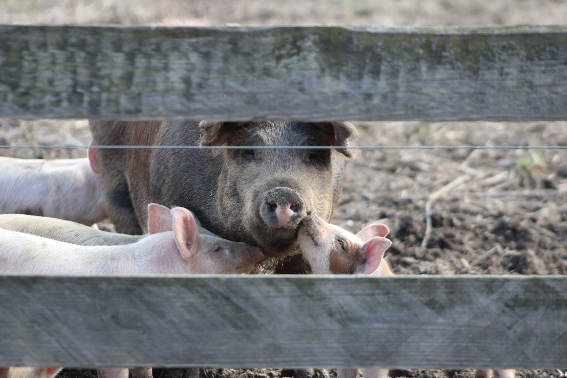 Ajutor de stat pentru crescătorii de porci din România: peste 11 milioane de euro prin fonduri europene