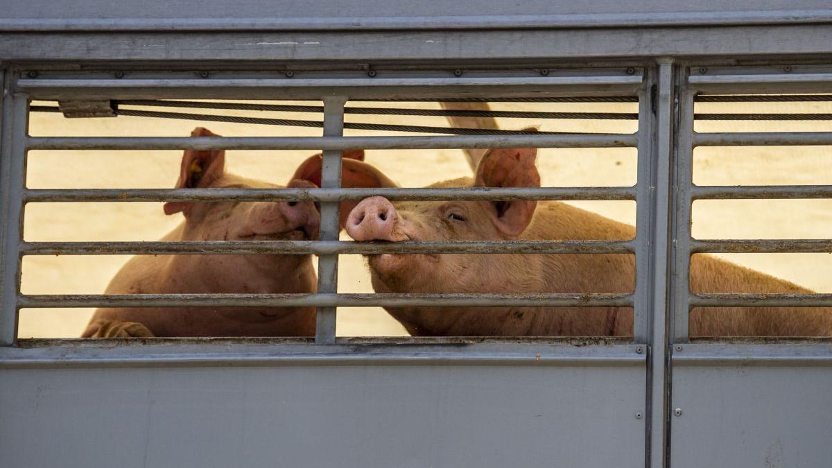 Fermele de porci vor primi granturi de la stat pentru compensarea costurilor cu combustibilul și îngrășămintele