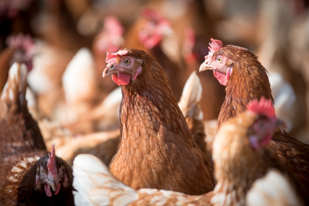 Avertisment ANSVSA: Cum poate ajunge gripa aviară în gospodării fără contact direct cu păsările