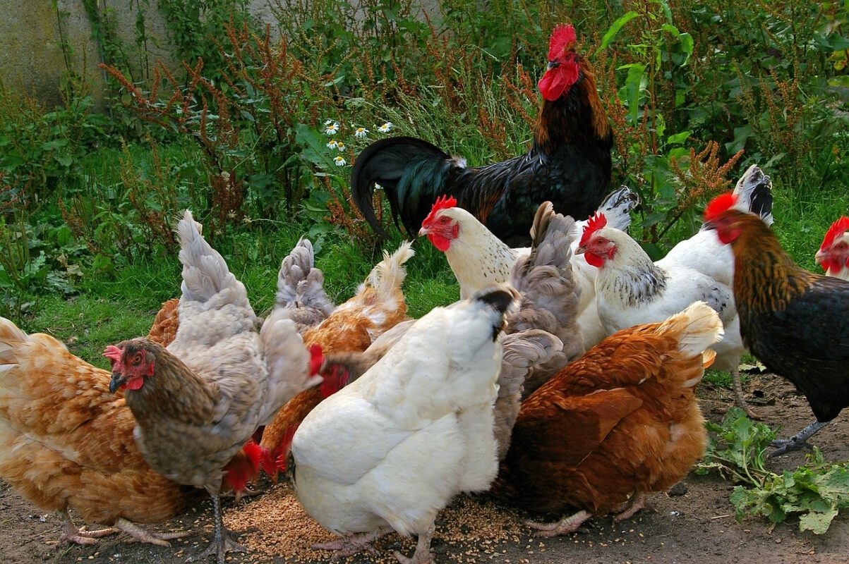 ANSVSA se alătură campaniei europene #NoBirdFlu pentru combaterea gripelor aviare