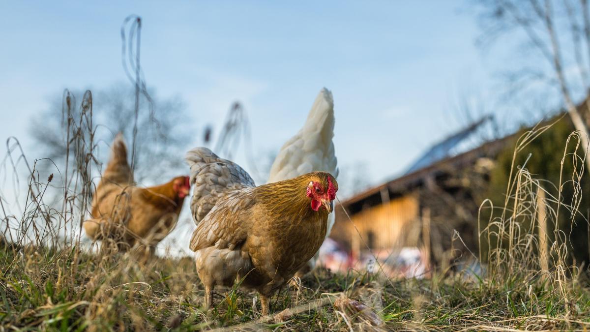 ANSVSA recomandă măsuri de biosecuritate pentru prevenirea gripei aviare în gospodării