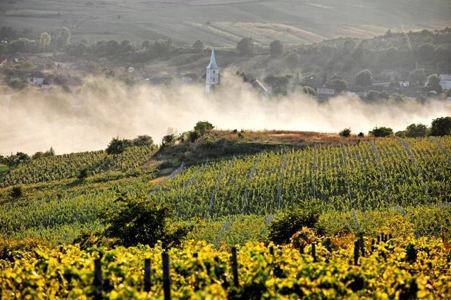 Fonduri europene pentru viticultori: Doar 4 milioane de euro din 11 disponibile au fost utilizate