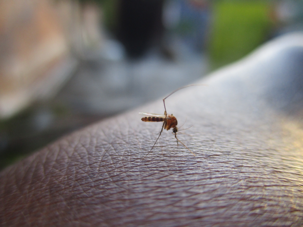 Criza virusului West Nile în Grecia: peste 200 de cazuri grave și zeci de decese raportate