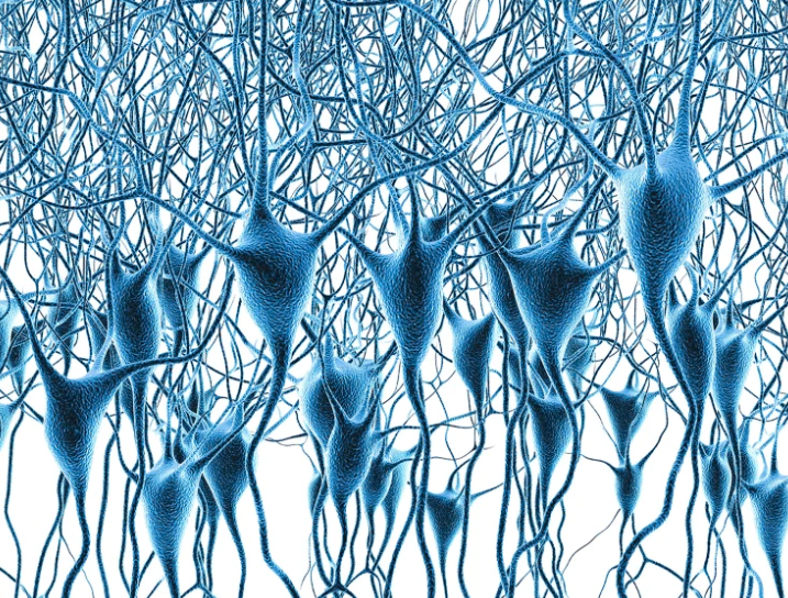O hartă genetică masivă a creierului uman poate ajuta la înțelegerea bolilor Alzheimer și Parkinson