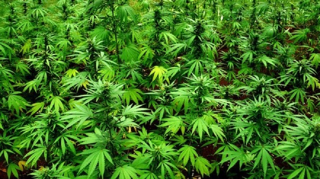 Avertisment medical: Cannabisul actual este mult mai periculos din cauza concentrației mari și a substanțelor sintetice