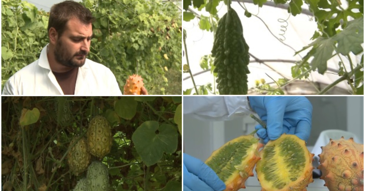 Kiwano, castravetele african cu coarne, este cultivat cu succes în județul Buzău