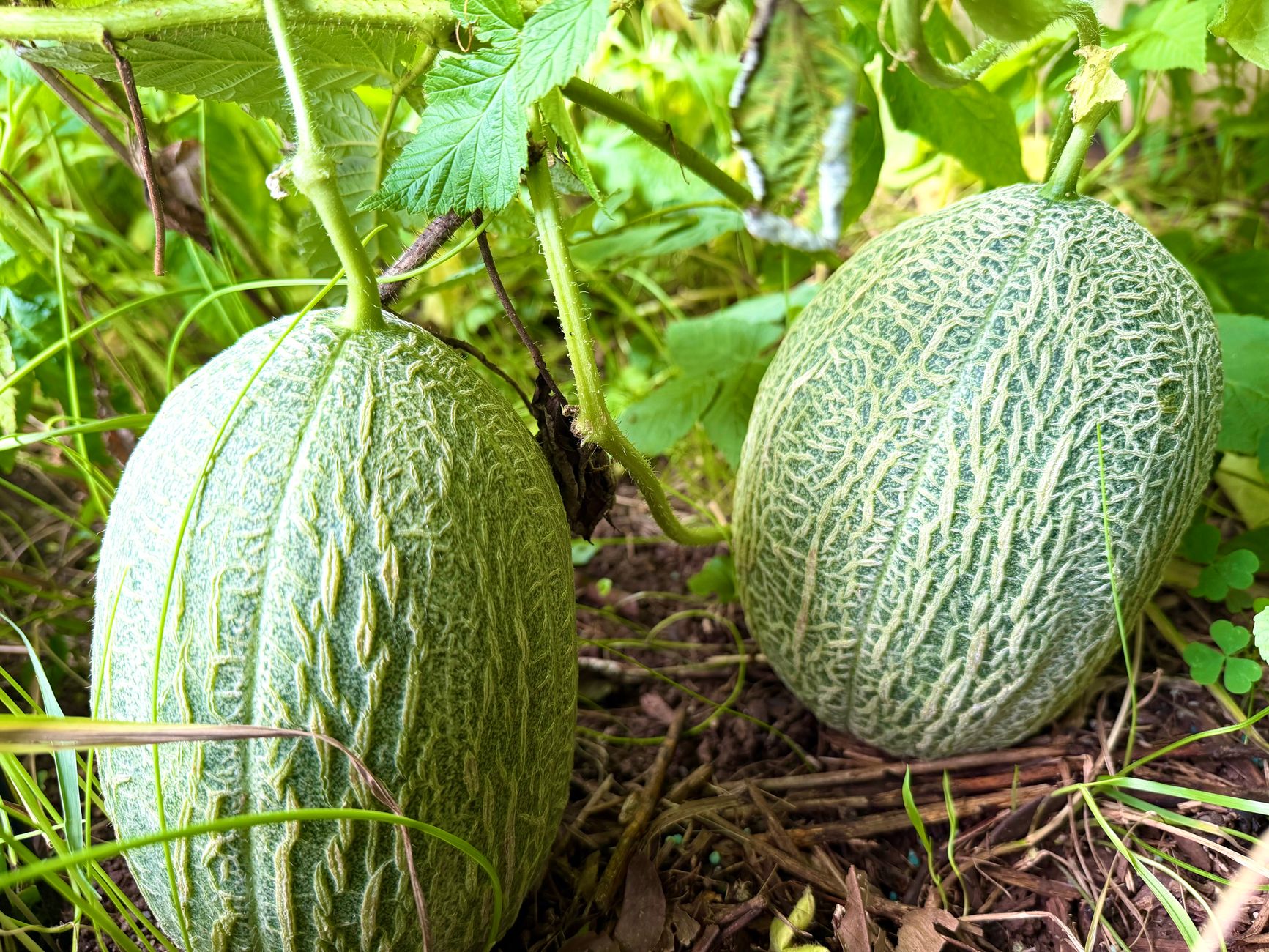 Kiwano, fructul exotic din Africa, a fost aclimatizat cu succes la Buzău