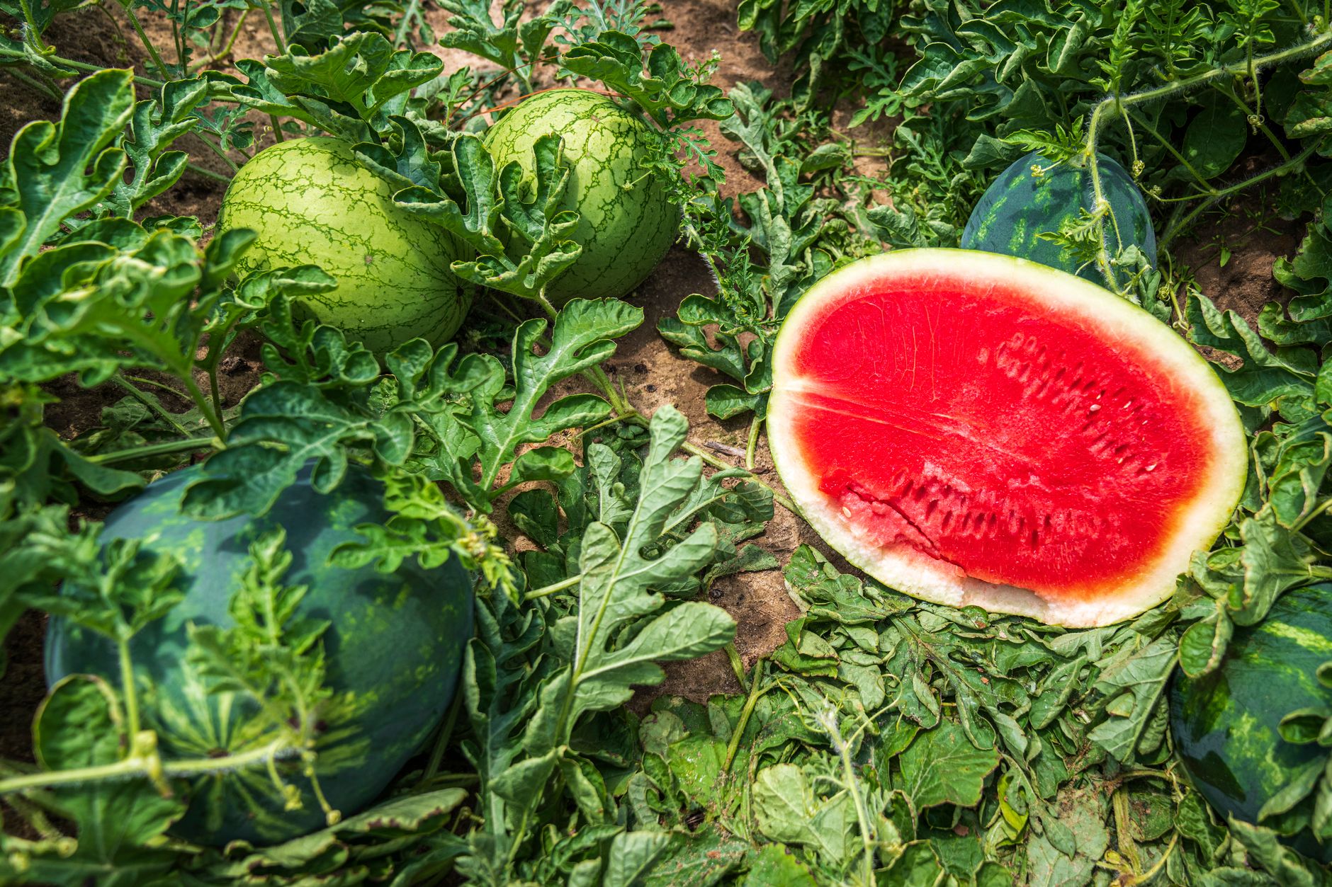 Fructul exotic din Africa care crește în România: Pepenele de iarnă este cultivat la Buzău