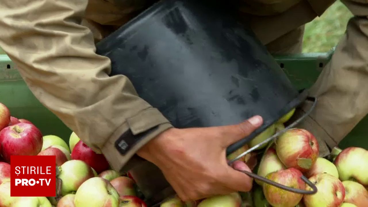 Producția de mere în România este excelentă, dar lipsa depozitelor mari afectează prezența în supermarketuri