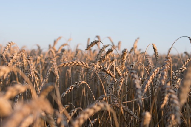 Ministerul Agriculturii propune dublarea fondurilor pentru sprijinirea fermierilor afectați de prețul îngrășămintelor