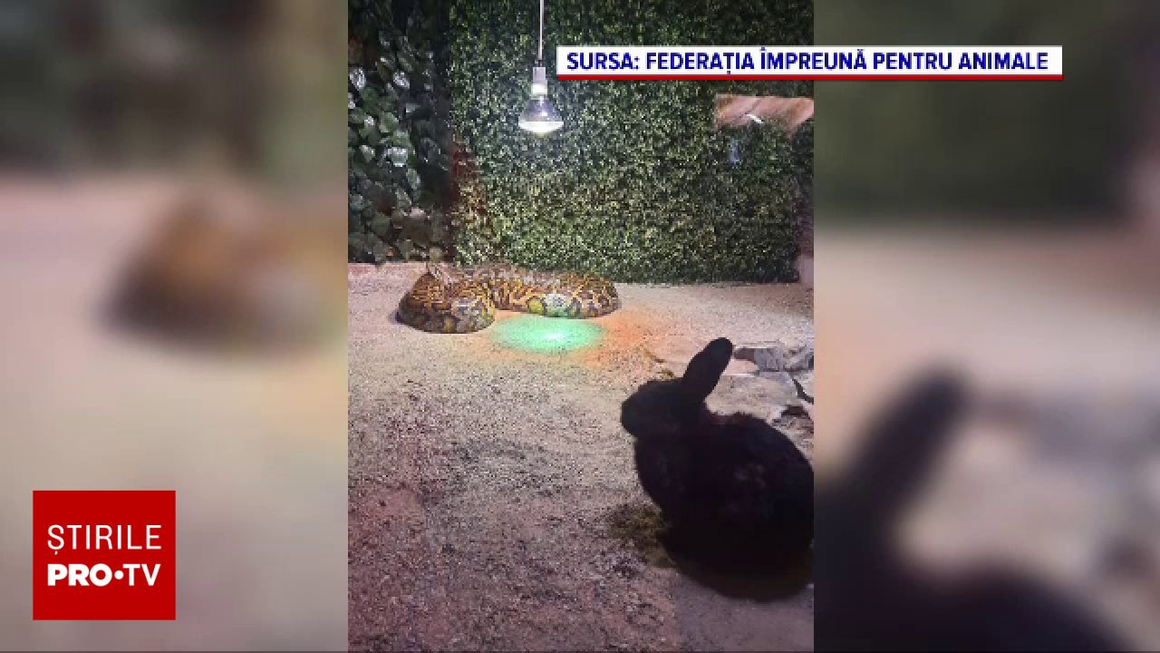 Incident la Grădina Zoologică din Sibiu: un iepuraș viu a fost hrănit unui piton în fața vizitatorilor