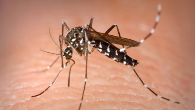 117 cazuri de West Nile înregistrate în România: 7 decese confirmate în acest sezon