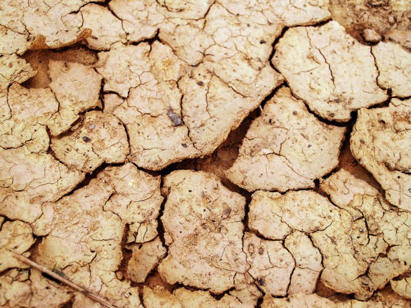 Seceta afectează agricultură în Olt: costurile cu motorina și îngrășămintele sunt în creștere