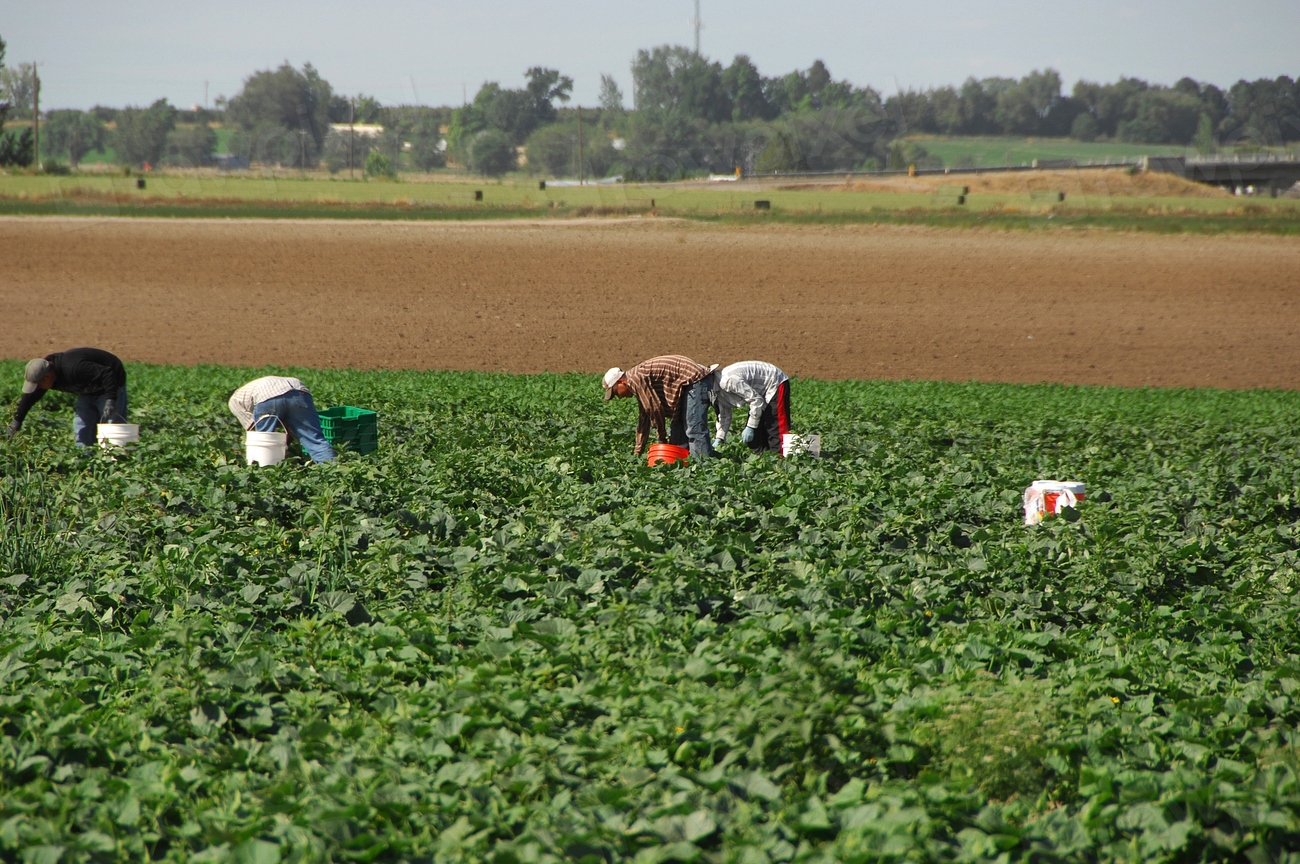 Tarifele pentru zilierii agricoli au crescut semnificativ în funcție de regiune în plin sezon de recoltare