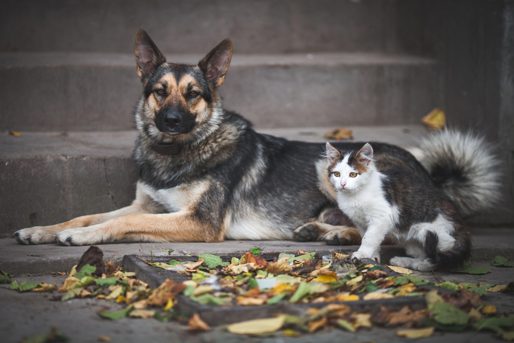 Manifestație masivă în București pentru drepturile animalelor, organizată de peste 70 de ONG-uri
